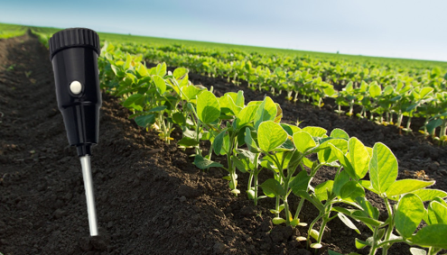 Why you should be using a soil moisture meter