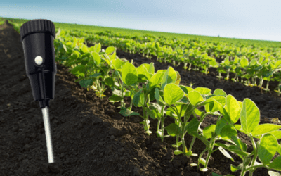 Why you should be using a soil moisture meter