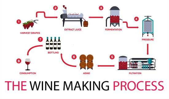 Wine-Making-Process